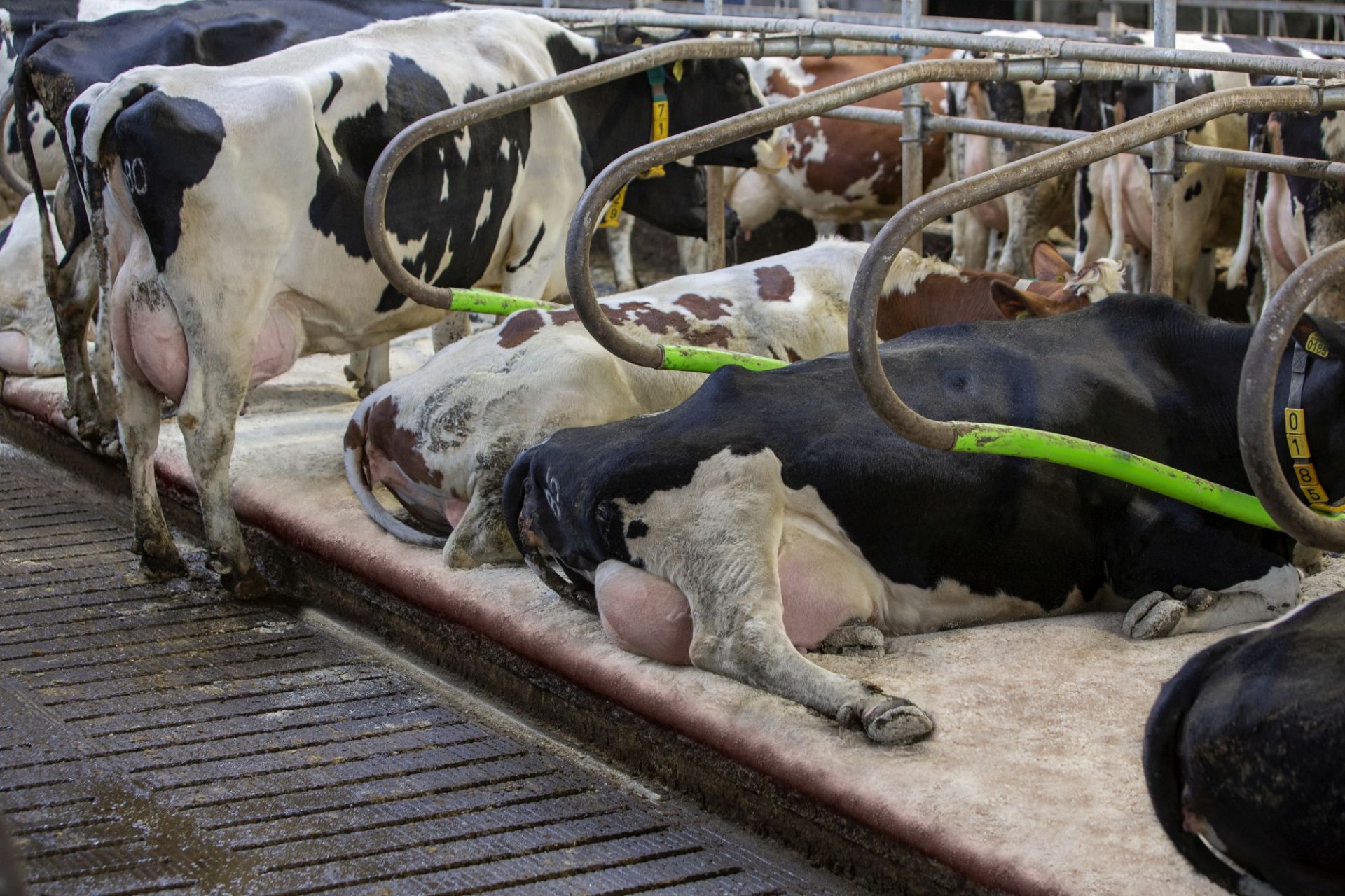 Beursbezoekers door de knieën in stand Holland Dairy Valley