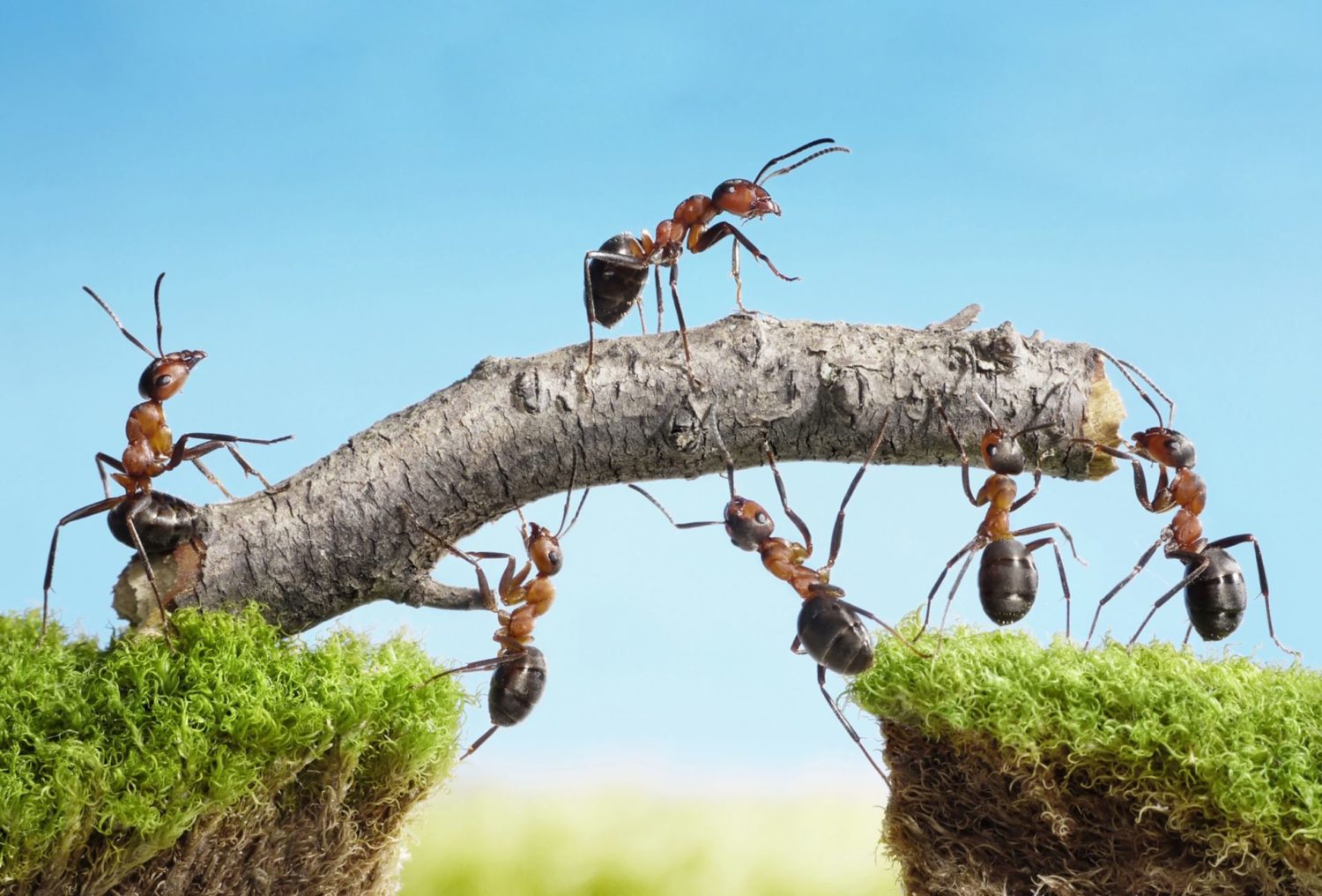 Mieren op een tak