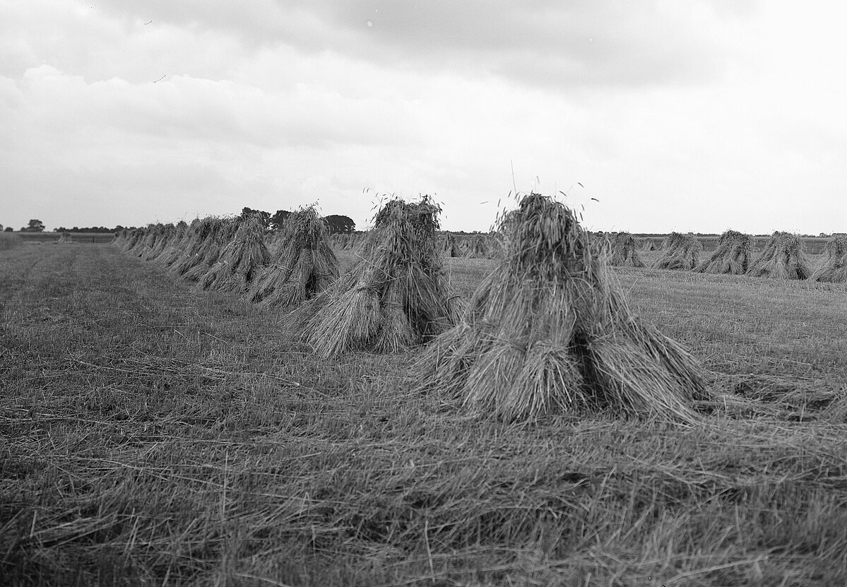 Ontginning, zaaien en oogsten