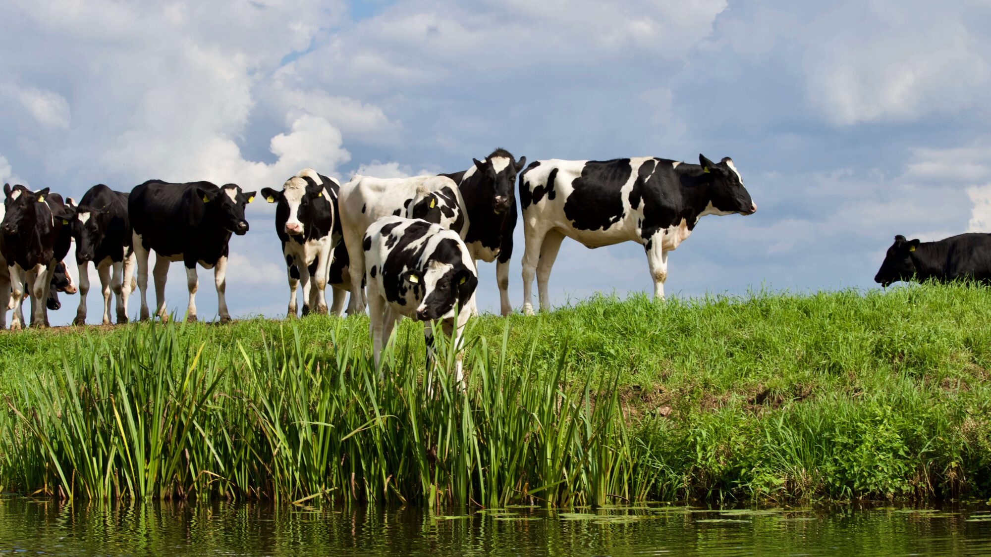 Foto van koeien in een weiland.