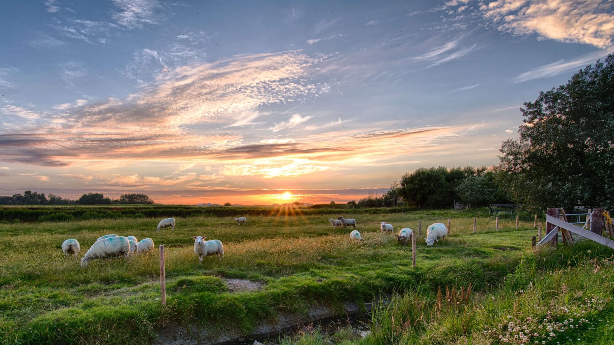 Kudde schapen in Drenthe