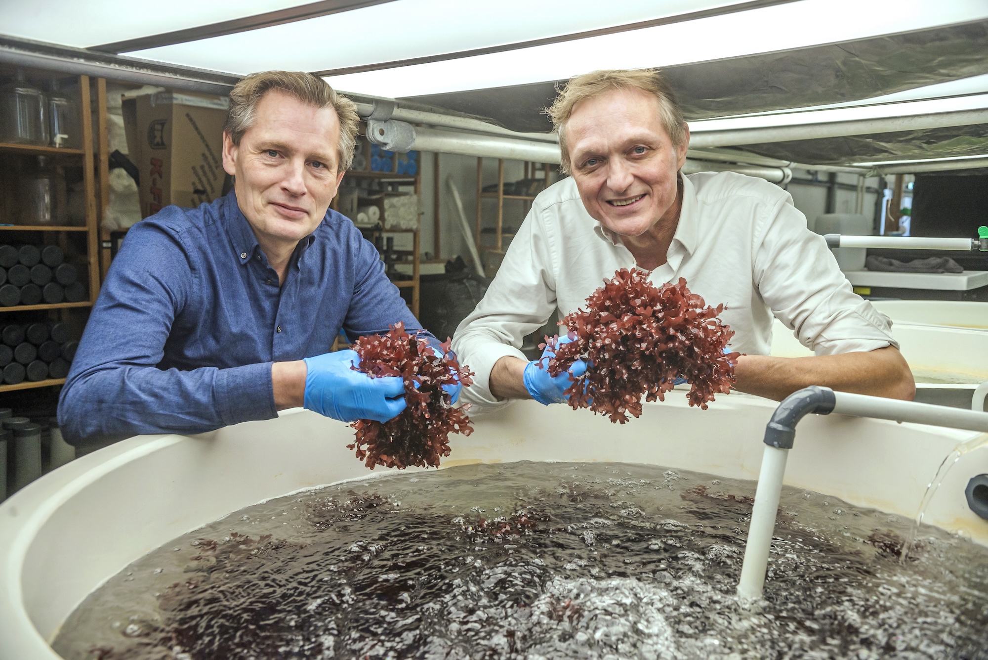 Foto van 2 personen die zeewier vasthouden.