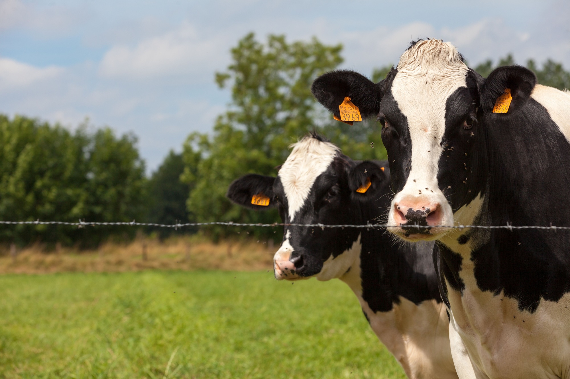 Dairy cows may be found either in herds on dairy farms where dairy farmers own, manage, care for, and collect milk from them, or on commercial farms.